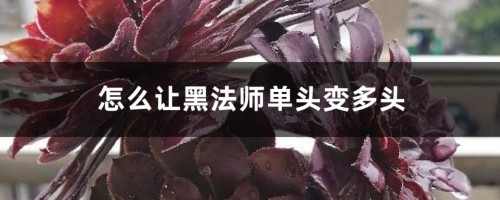 怎么让黑法师单头变多头，怎么繁殖