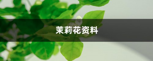 茉莉花资料，茉莉花图片