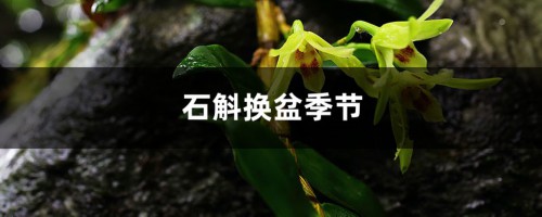 石斛换盆季节，换盆可以加底肥吗