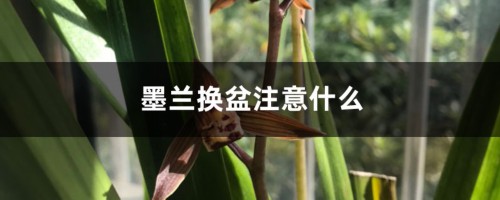 墨兰换盆注意什么