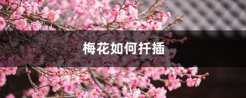 梅花如何扦插