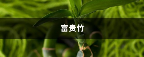 水培“富贵竹”生根难？兑点“粉末”进去，15天长满小毛根！