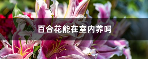 百合花能在室内养吗