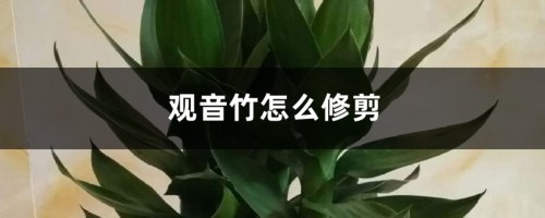 观音竹怎么修剪