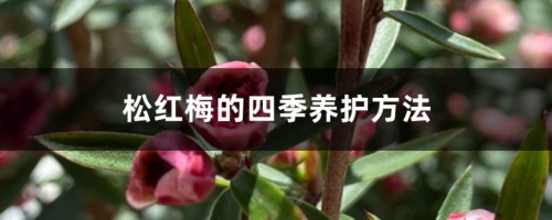 松红梅的四季养护方法